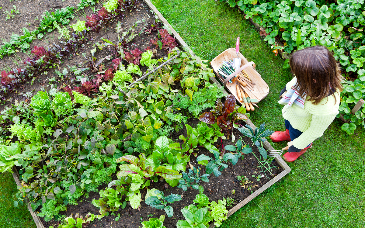 Raised Beds Soil Depth Requirements Eartheasy