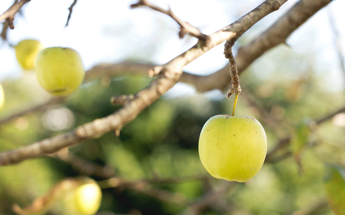 Certified Organic What Does It Mean? Eartheasy